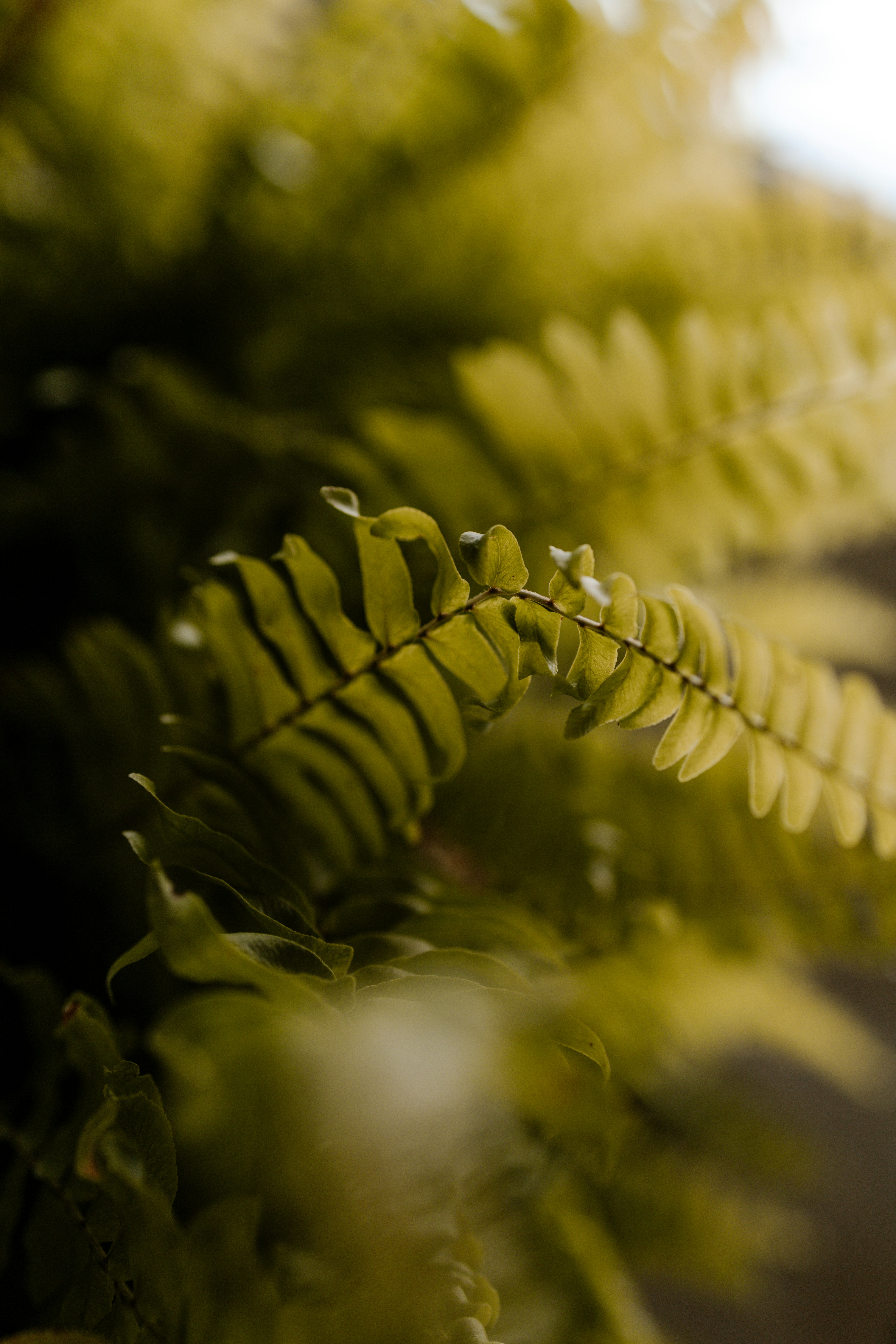 green fern plant in close up photography